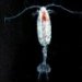 copepod