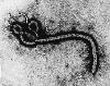 ebola virus