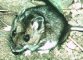 deer mouse