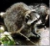 Raccoon