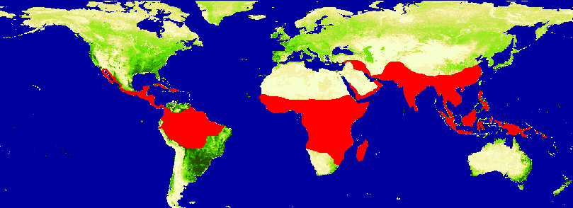 Malaria Distribution