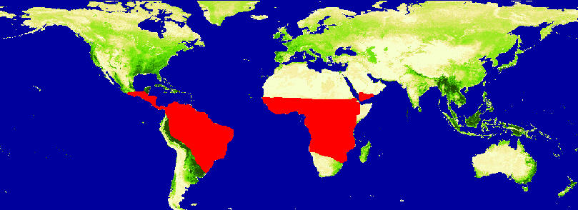 Onchocerciasis Distribution