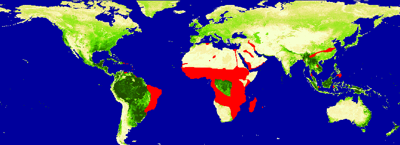Schistosomiasis Distribution