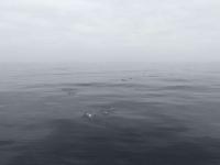 Dolphins surfacing at a submesoscale front on a calm, foggy day – photo taken off of the stern of the Bold Horizon. Credit: Gwen Marechal