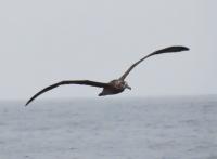 A black-footed albatross shows off its sleek wings over the wake of our ship. Credit: Alex Kinsella.