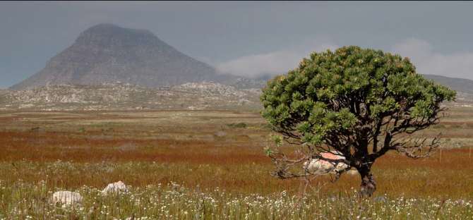 Researchers with the BioSCape campaign collect vegetation data from the Cape of Good Hope in South Africa. The field work, which took place in October and November, was part of an international collaboration that could help inform the capabilities of future satellite missions aimed at studying plants and animals. Adam Wilson