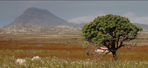 Researchers with the BioSCape campaign collect vegetation data from the Cape of Good Hope in South Africa. The field work, which took place in October and November, was part of an international collaboration that could help inform the capabilities of future satellite missions aimed at studying plants and animals. Adam Wilson