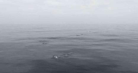 Dolphins surfacing at a submesoscale front on a calm, foggy day – photo taken off of the stern of the Bold Horizon. Credit: Gwen Marechal